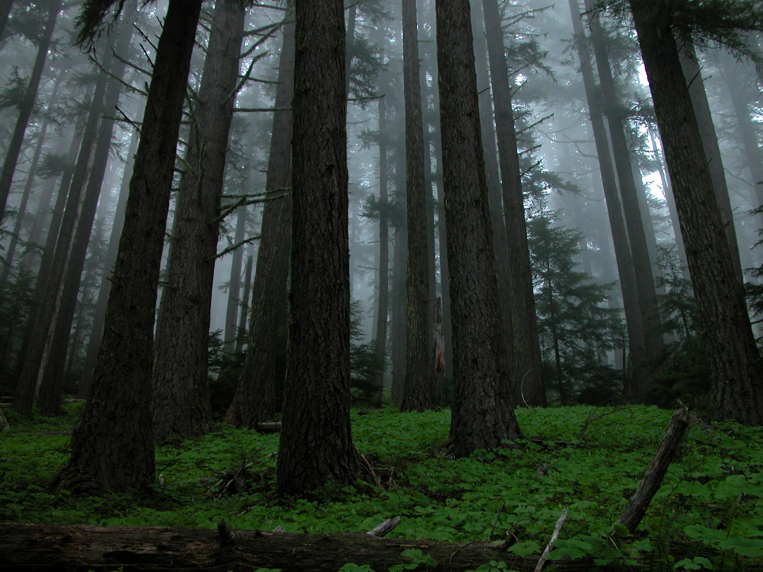 Pacific Northwest Forests Sustaining Wildlife, People and the